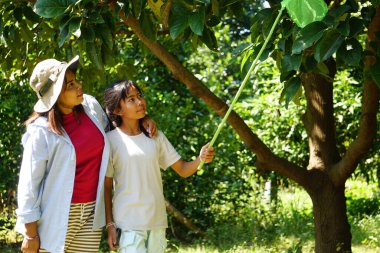 Asyalı öğretmen ve öğrenci böcek ağını doğada entomoloji alanında çalışmak için kullanıyor..