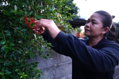 Bir kadın, yeşil bir çiti makasıyla buduyor, yapraklara bakıyor..