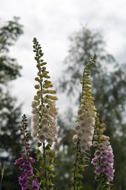 Çiçek foxglove, yüksük otu
