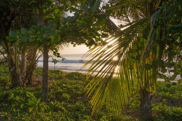 Silueta de palmera al atardecer — Foto de Stock