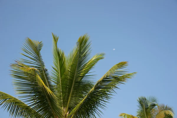 Green palm tree on blue sky background — Stock Photo, Image