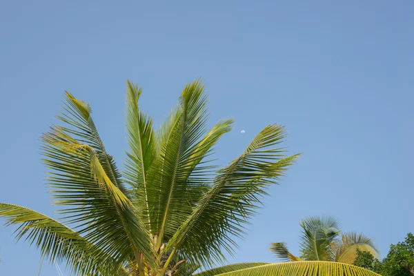 Zielona palma na tle niebieskiego nieba — Zdjęcie stockowe