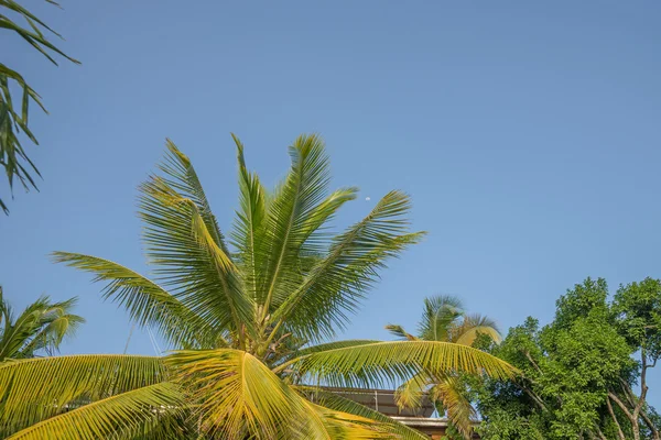 Palmera verde sobre fondo azul del cielo — Foto de Stock