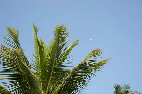 Πράσινο φοινικόδεντρο σε μπλε φόντο ουρανού — Φωτογραφία Αρχείου