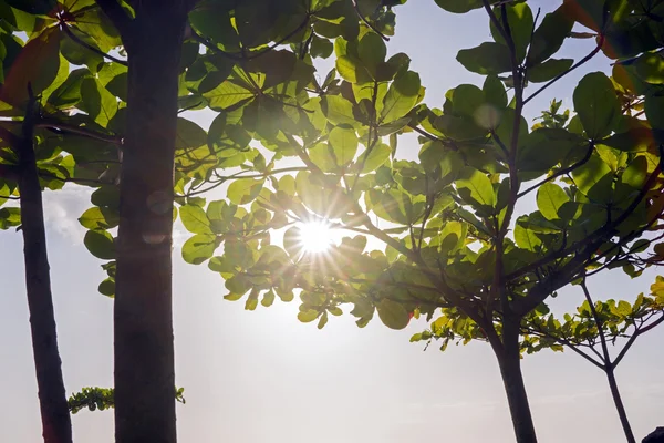 Plage tropicale, rayons de soleil à travers certains arbres — Photo