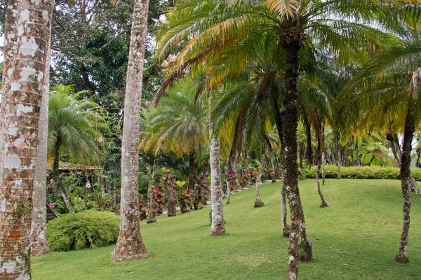 Tropisk trädgård i Martinique — Stockfoto