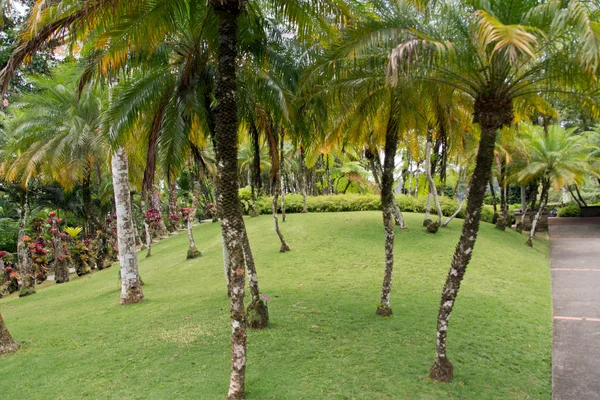 Tropisk trädgård i Martinique — Stockfoto