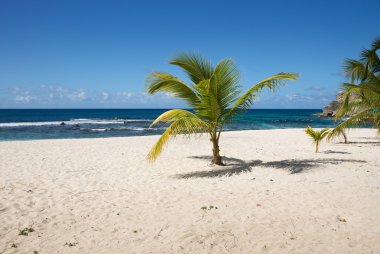 Guadeloupe palmiye ağacı ile tropikal plaj