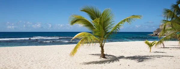 Tropická Pláž s palmou v Guadeloupe — Stock fotografie