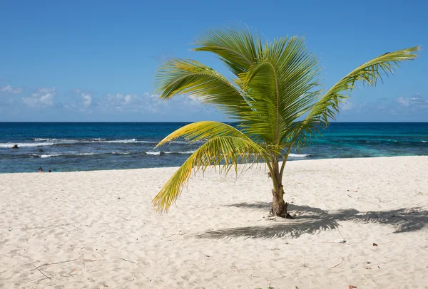 Pálmafa, Guadeloupe-on trópusi tengerpart — Stock Fotó