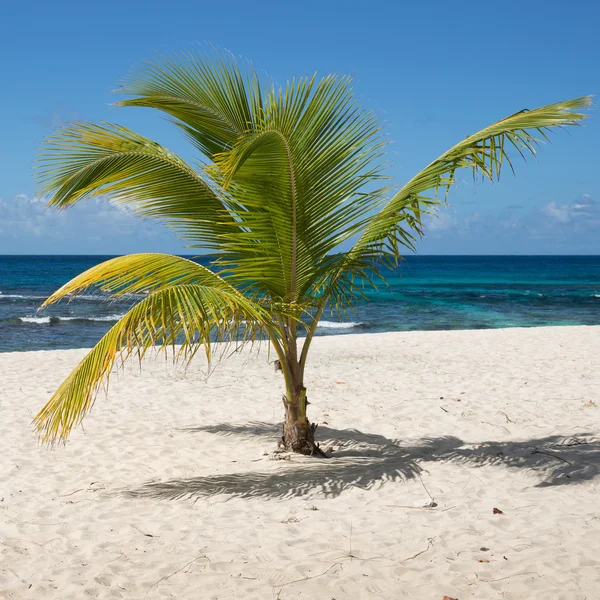 热带海滩与棕榈树在瓜德罗普岛 — 图库照片