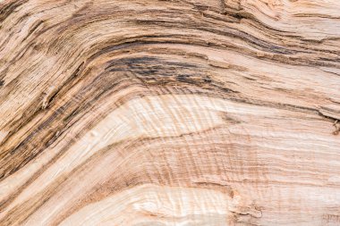 Arka plan olarak tedavi edilmemiş ağaç yapısı