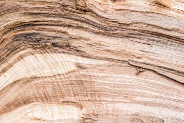 Arka plan olarak tedavi edilmemiş ağaç yapısı