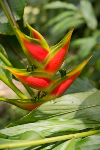 Flores vermelhas heliconia crescendo na floresta tropical — Fotografia de Stock