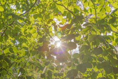 Yeşil kayın ağacı yaprağı