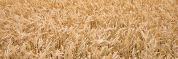 Golden Ripe Wheat Background, natural background