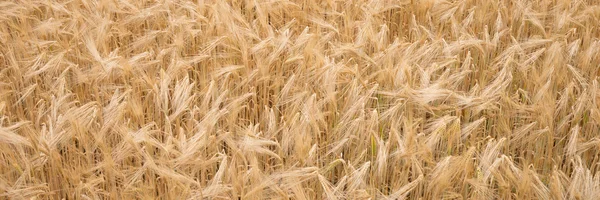Золотой спелый пшеничный фон, природный фон — стоковое фото