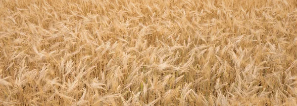 Golden Ripe Wheat Background, natural background — Stock Photo, Image