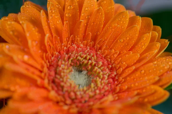 Margarita naranja gerbera flor con gotas de agua —  Fotos de Stock