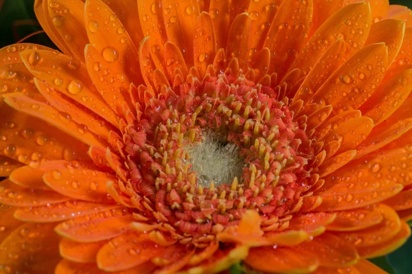 Laranja flor de gerbera margarida com gotas de água — Fotografia de Stock