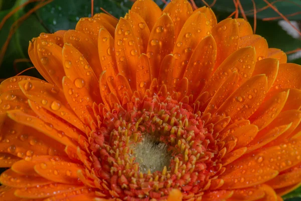 Laranja flor de gerbera margarida com gotas de água — Fotografia de Stock