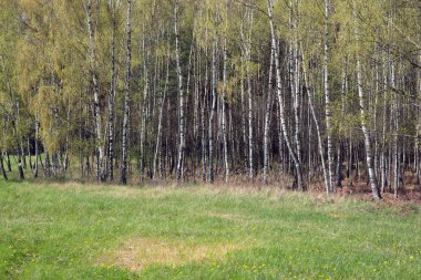 Grove huş ağaçları İlkbahar
