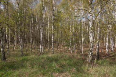 Grove huş ağaçları İlkbahar