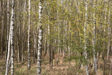 Grove huş ağaçları İlkbahar