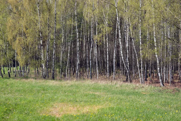 Grove huş ağaçları İlkbahar