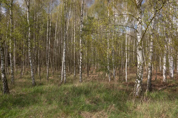 Grove huş ağaçları İlkbahar