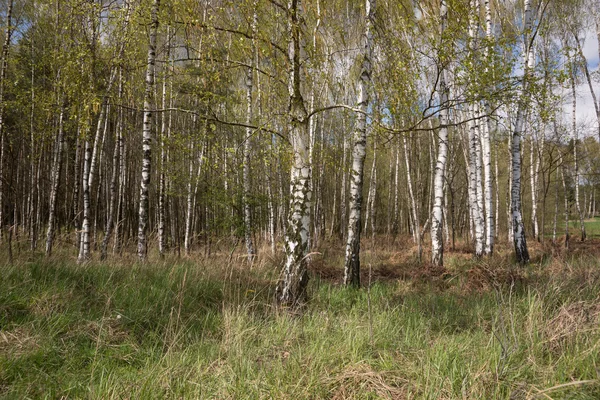 Birkenhain im Frühling — Stockfoto