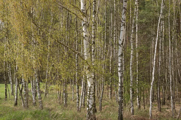 Grove huş ağaçları İlkbahar