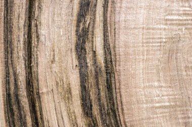 Tedavi edilmemiş ağaç yapısı