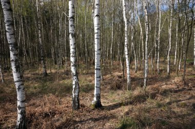 Huş ağaçları İlkbahar