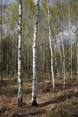 Huş ağaçları İlkbahar