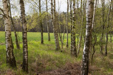 Huş ağaçları İlkbahar