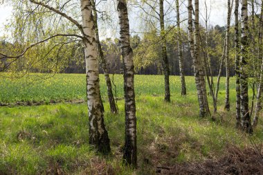 Huş ağaçları İlkbahar