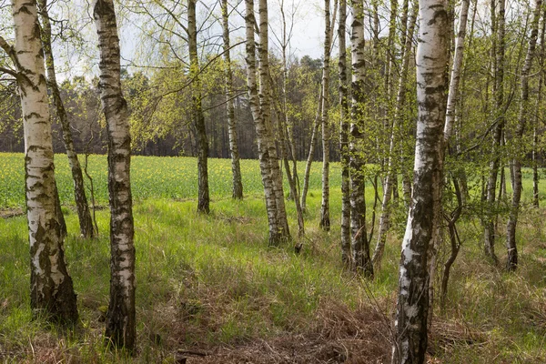 Huş ağaçları İlkbahar