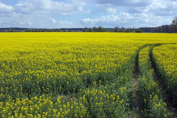 Field of rapeseed with beautiful cloud — Stock Photo, Image