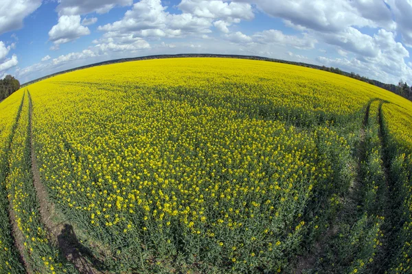 Blooming rapeseed field in spring — Stock Photo, Image