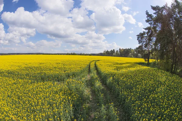 Blooming rapeseed field in spring — Stock Photo, Image