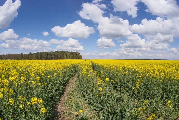 Blooming rapeseed field in spring — Stock Photo, Image