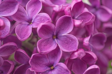 tatlı mor Eflatun çiçek