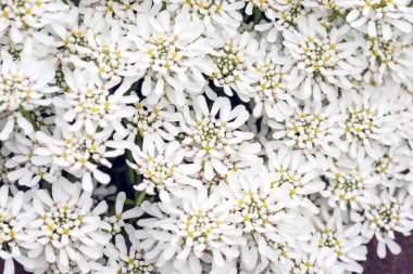 Iberis yaprak kar tanesi çiçek çok