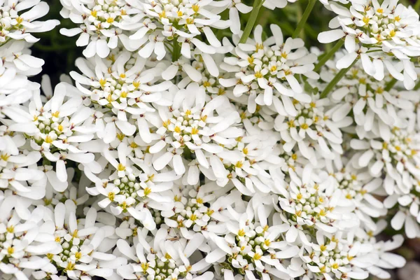 Spousta Štěničník sempervirens vločka květiny — Stock fotografie