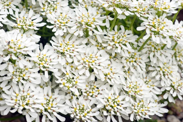 Egy csomó Iberis-sempervirens hópehely virágok — Stock Fotó