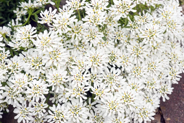 Spousta Štěničník sempervirens vločka květiny — Stock fotografie