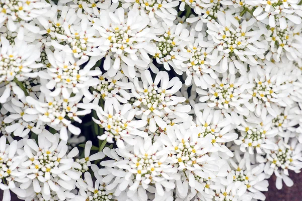 Iberis yaprak kar tanesi çiçek çok