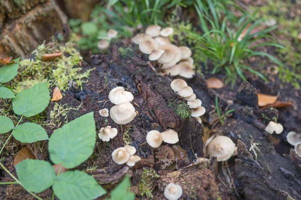 Paddestoelen op een boomstam in het bos — Stockfoto