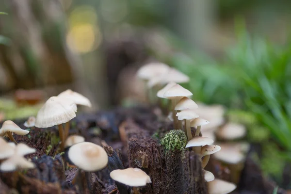 Paddestoelen op een boomstam in het bos — Stockfoto